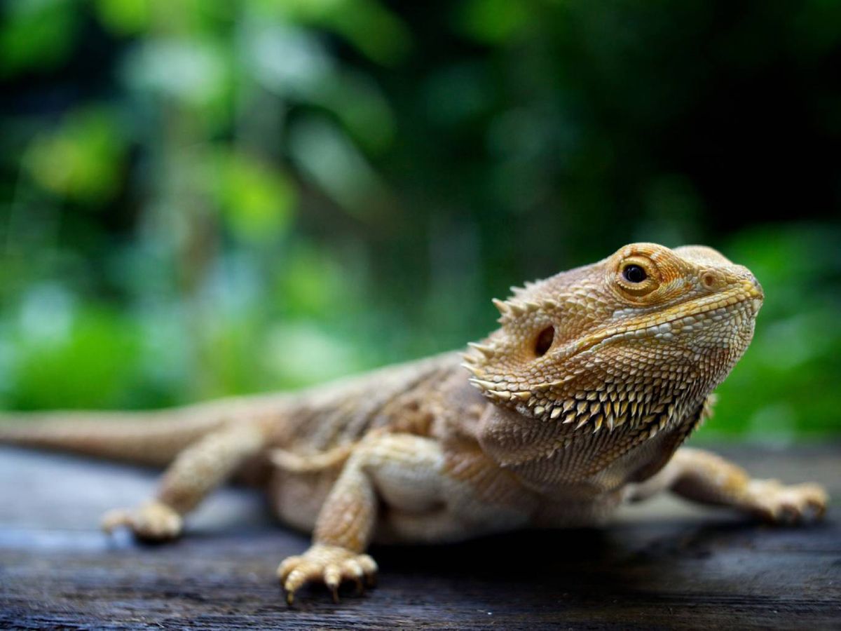 Los dragones barbudos destacan por su temperamento tranquilo.