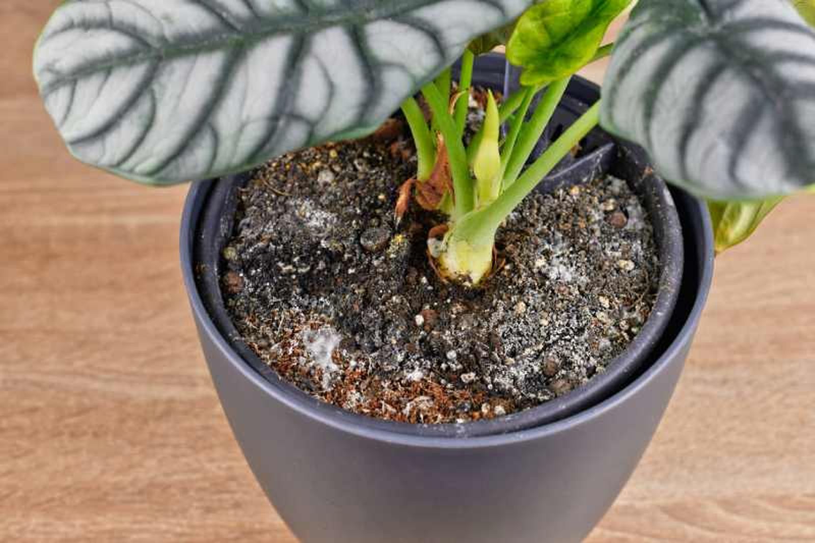 El moho en la tierra de las plantas surge por una suma de factores