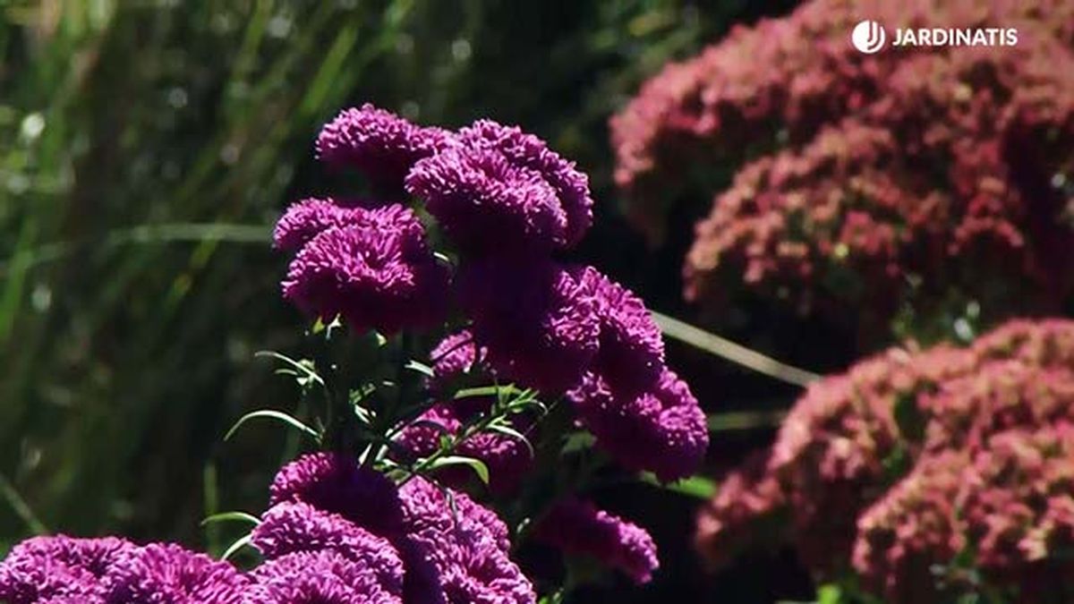 deko 0709 variedades aster morada