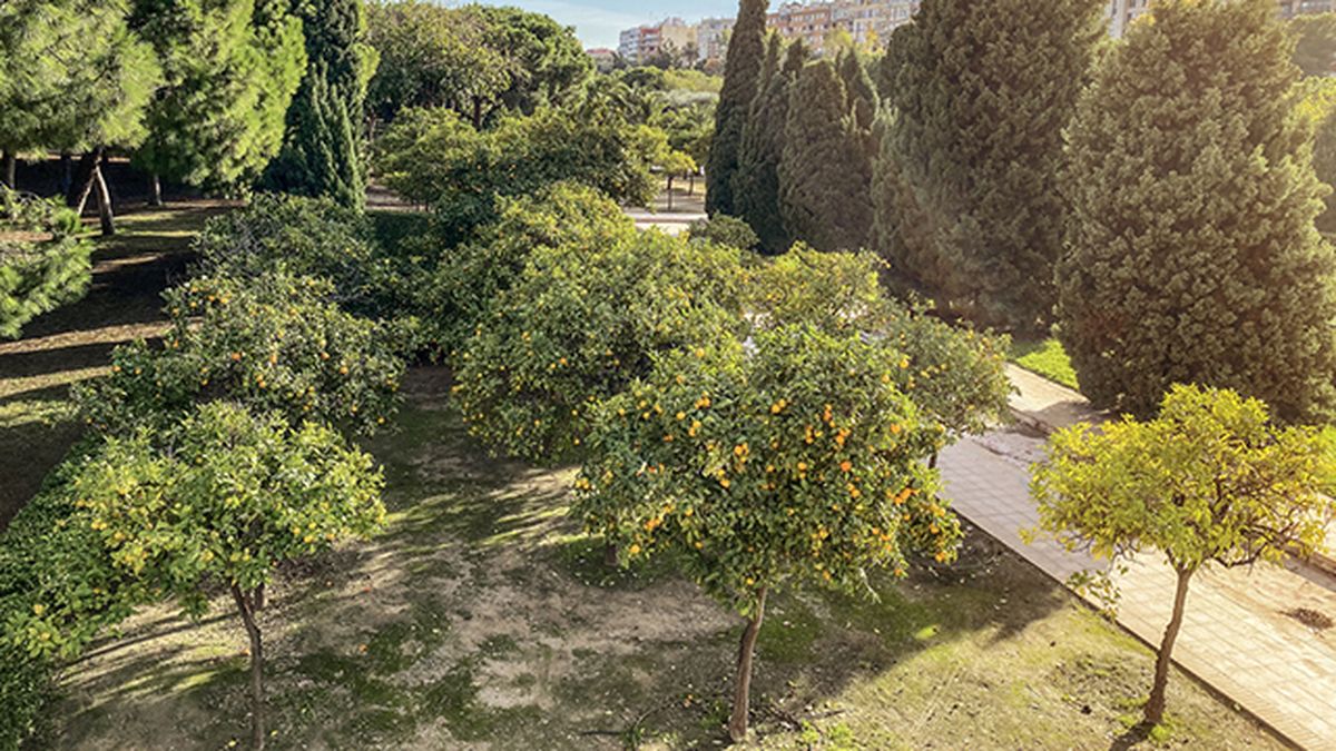 naranjos Jardines del Turia floraciones espectaculares de europa