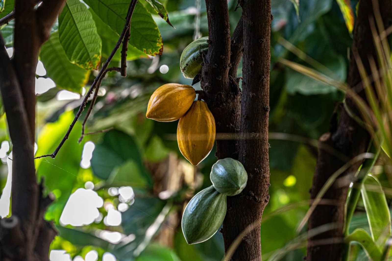 Árbol de cacao