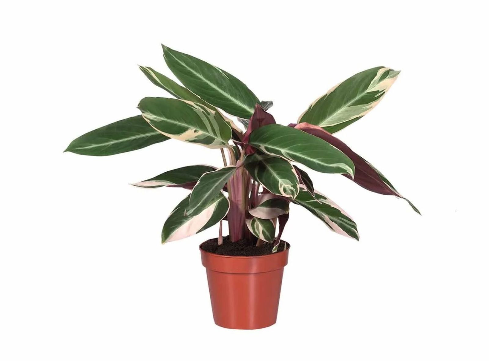 Calathea. Calathea.