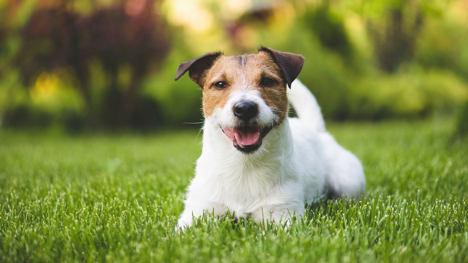 jack russel terrier5 jack russel terrier5