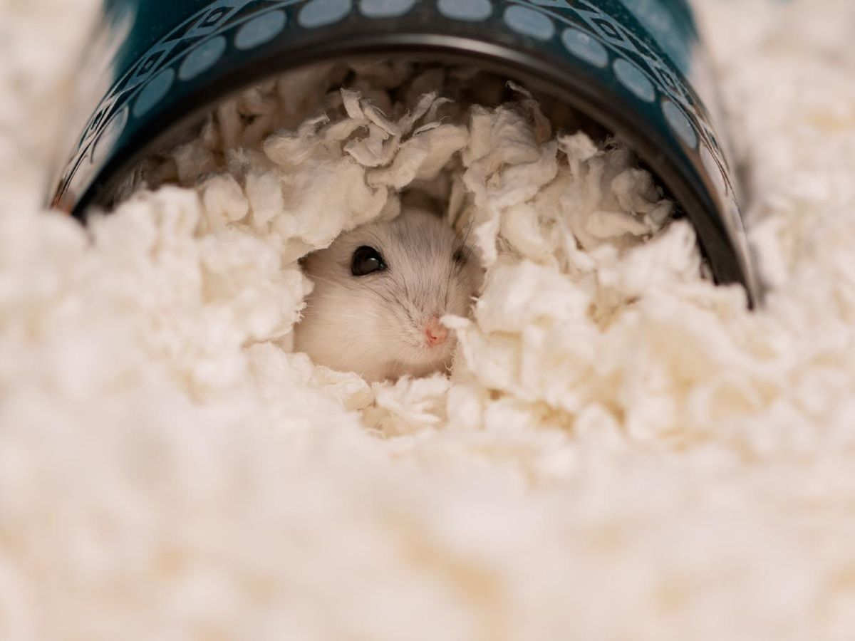 Los hámsters rusos se relajan dentro de tubos de juego y nidos.