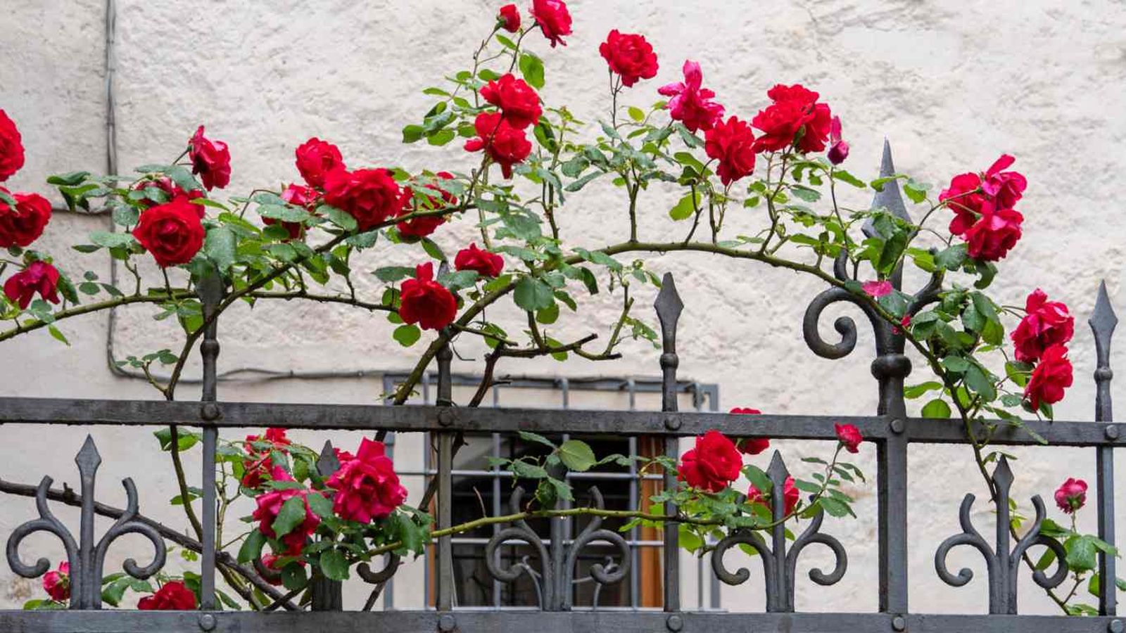 El rosal trepador es una planta vigorosa que crece en forma de enredadera.