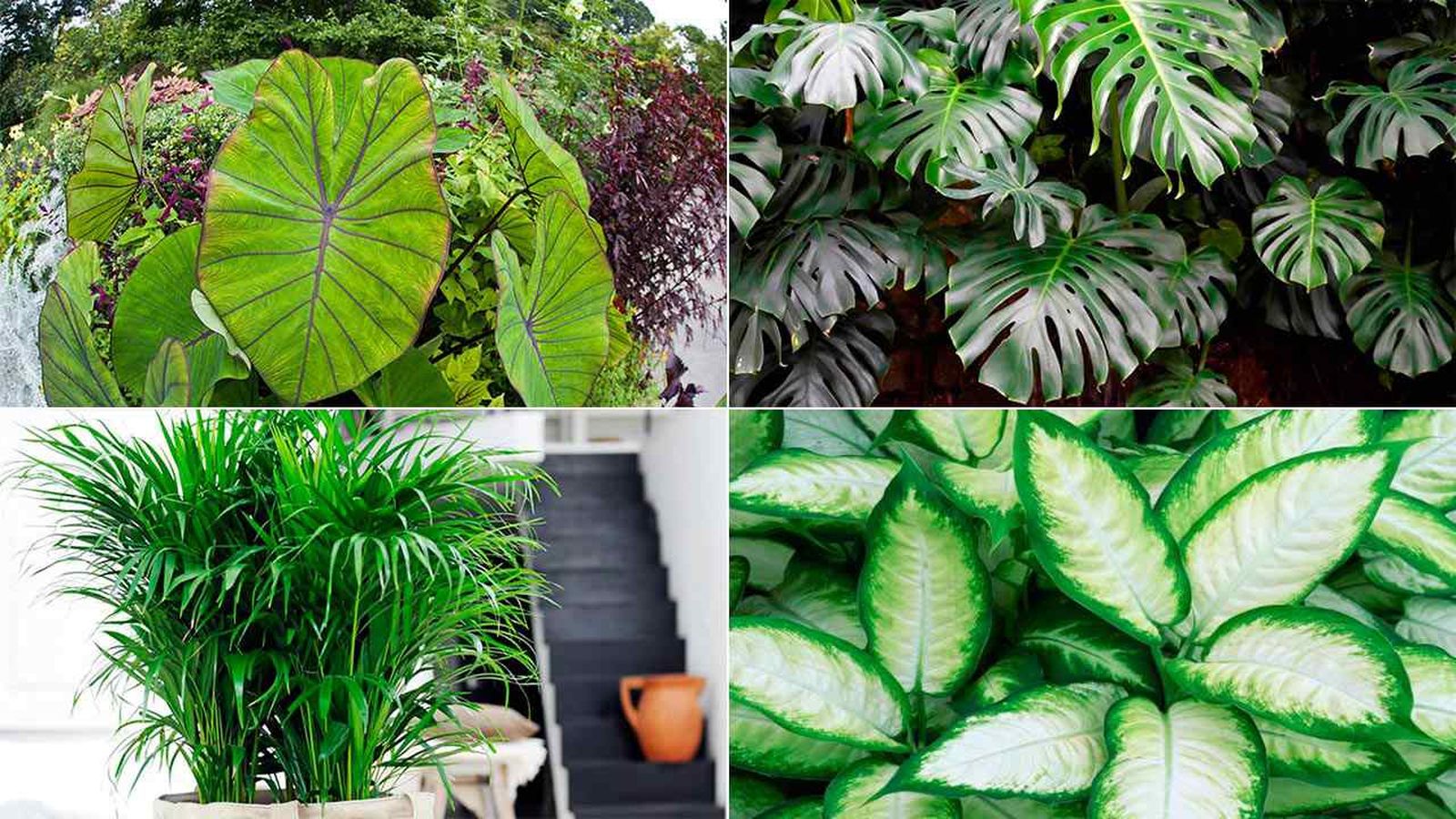 Las plantas de interior con hojas grandes son realmente llamativas y decorativas.
