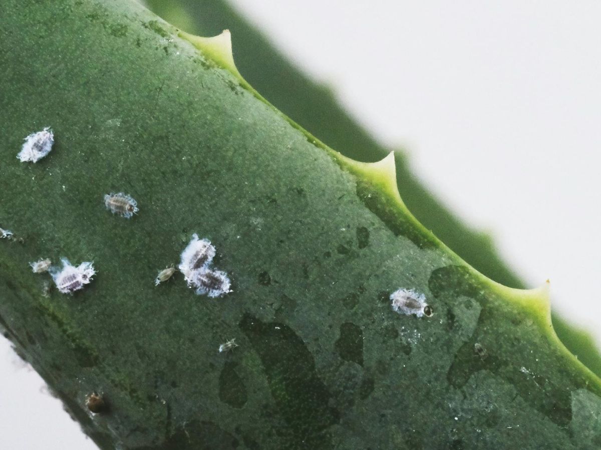 Planta con plaga de insectos. 