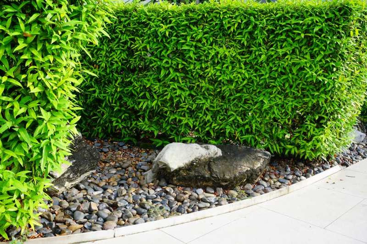 Valla de vegetación para delimitar el jardín.