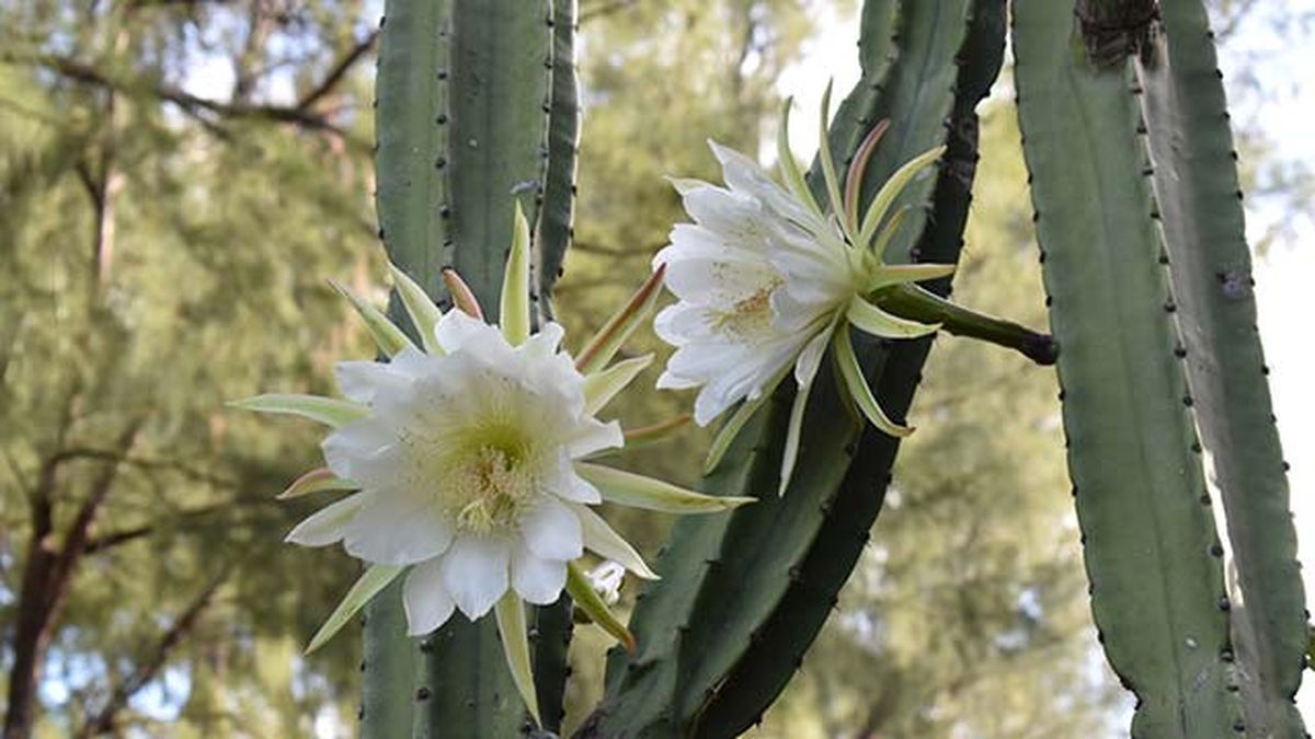 flor del cactus san pedro