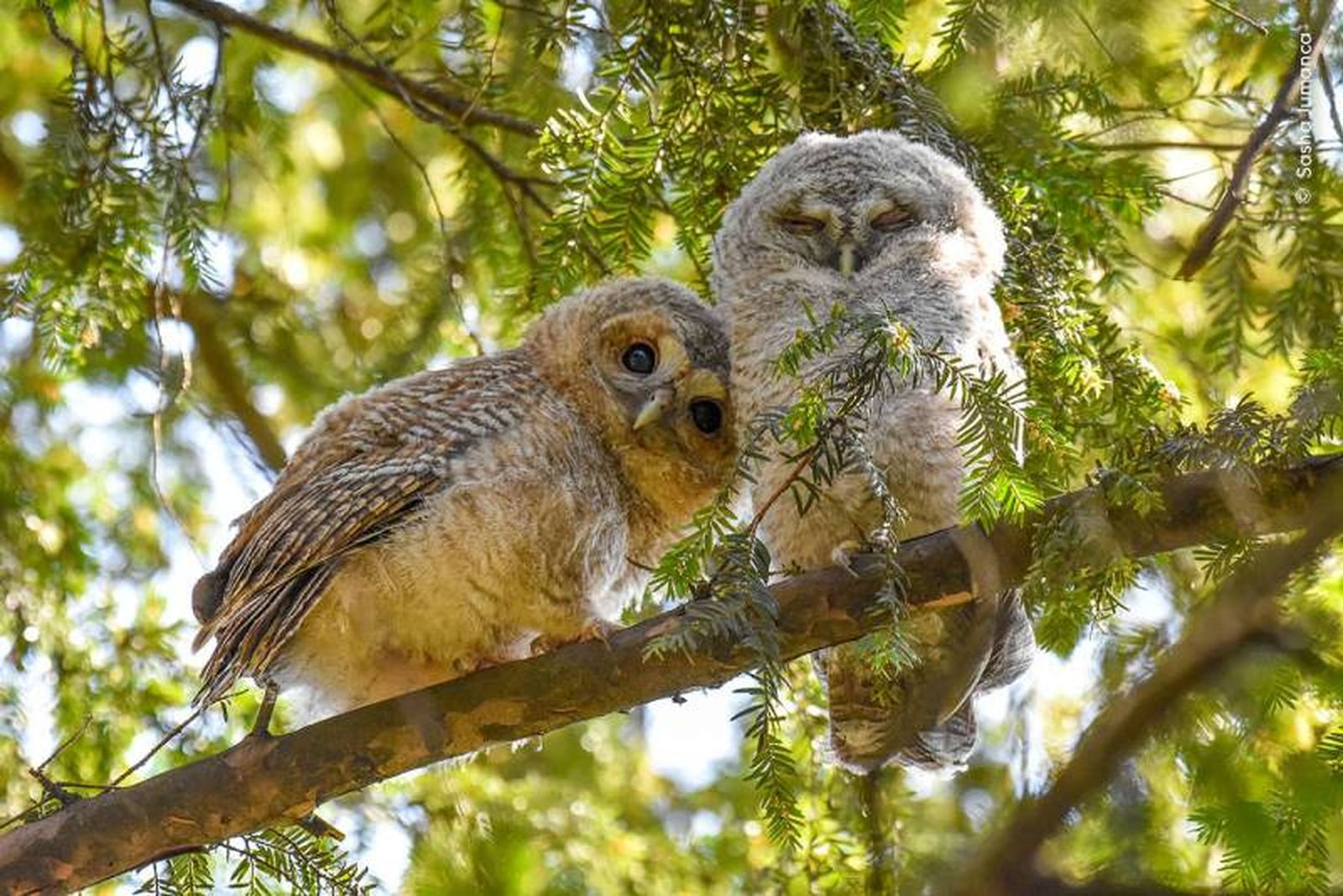 Leaving the Nest. Leaving the Nest.