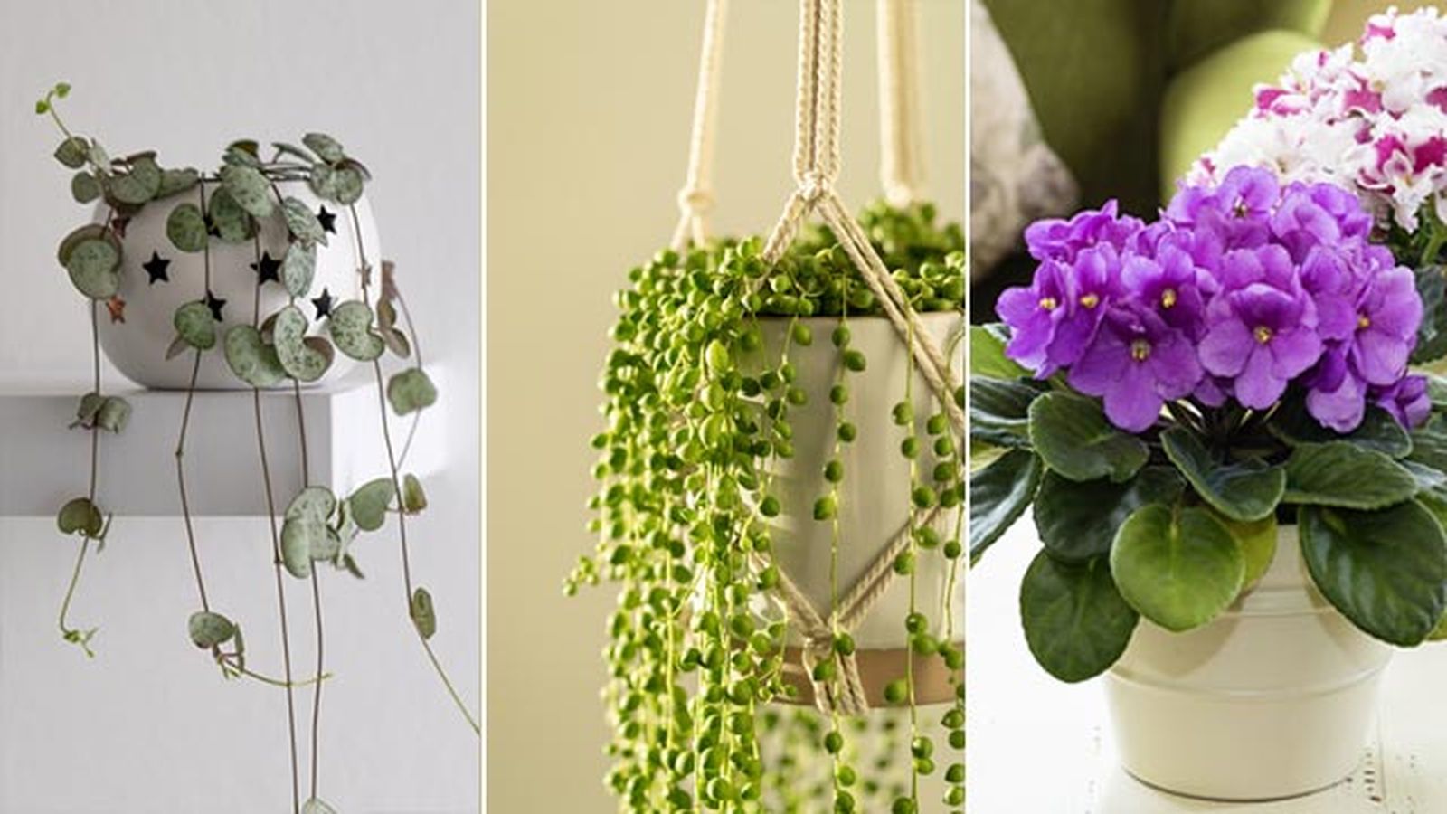plantas san solterin ceropegia woodii senecio rowleyanus cioleta africana plantas san solterin ceropegia woodii senecio rowleyanus cioleta africana