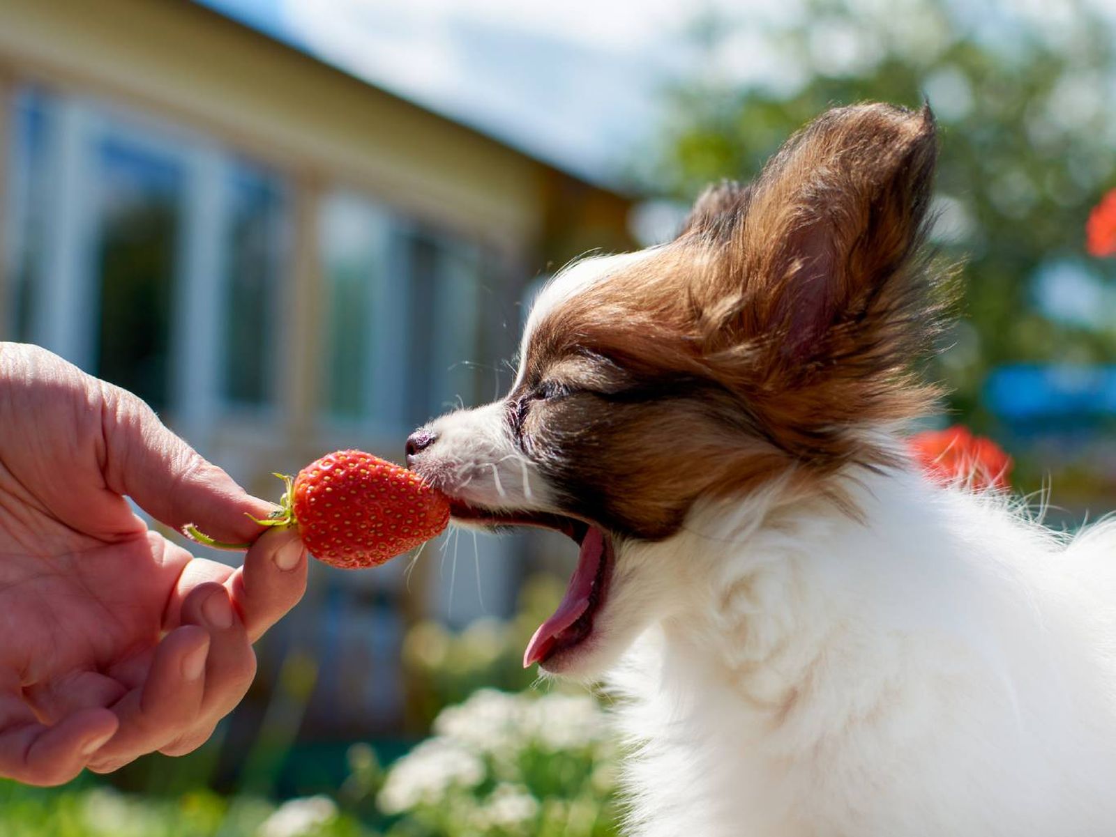 A la hora de entrenar a un perro inteligente es muy importante el refuerzo positivo. A la hora de entrenar a un perro inteligente es muy importante el refuerzo positivo.