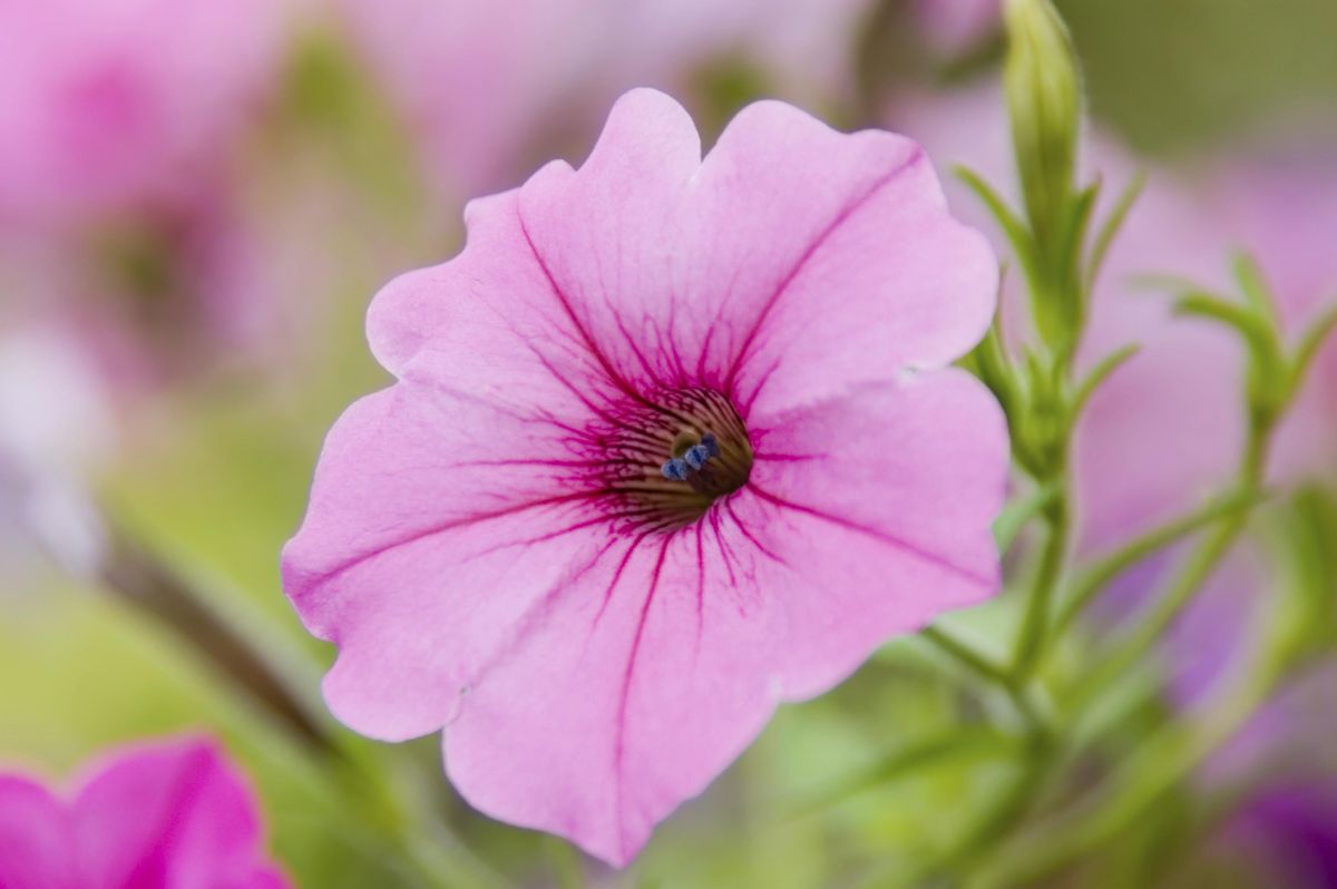 petunia