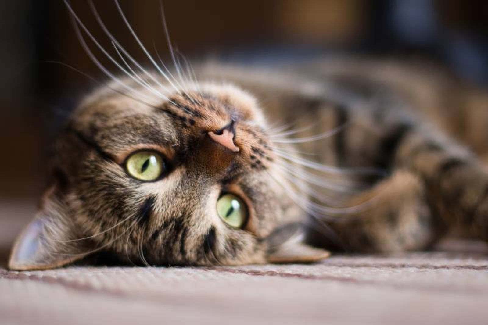 Interacciona con tu gato solamente cuando él quiera