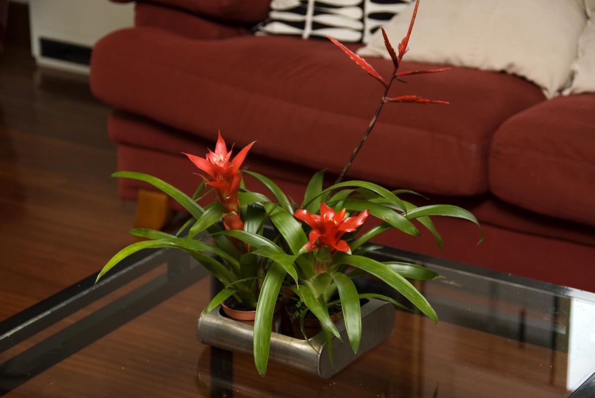 deco 076 plantas pequenas centros mesa bromelia