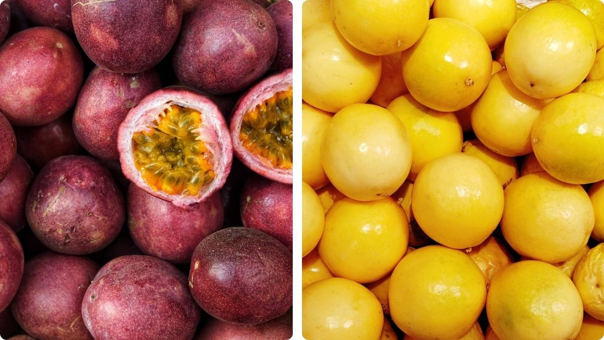 Maracuyá púrpura y maracuyá amarillo, las dos variedades más comunes de esta fruta tropical.