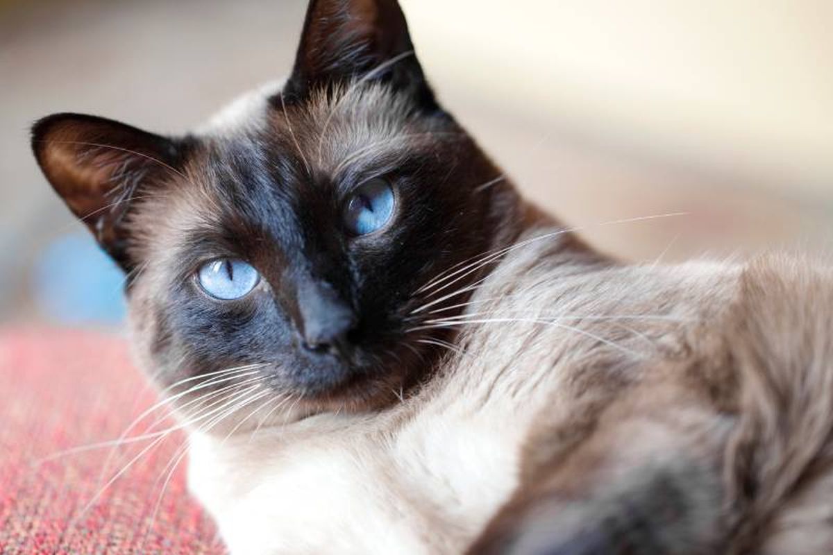 De ojos almendrados y de un azul profundo, el gato siamés es una de las razas más conocidas.