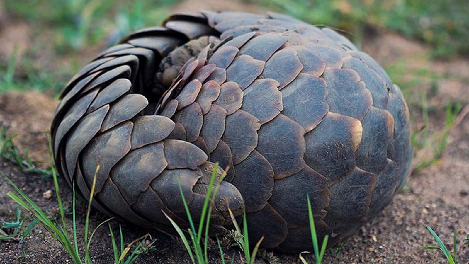 pangolin 3 pangolin 3