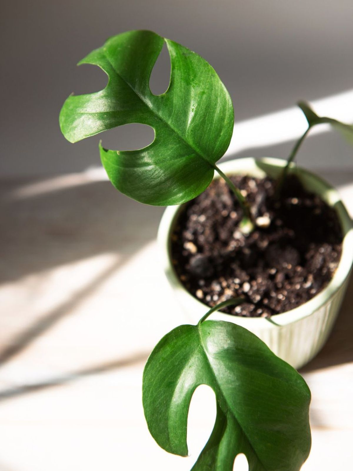 monstera minima cuidados y caracteristicas