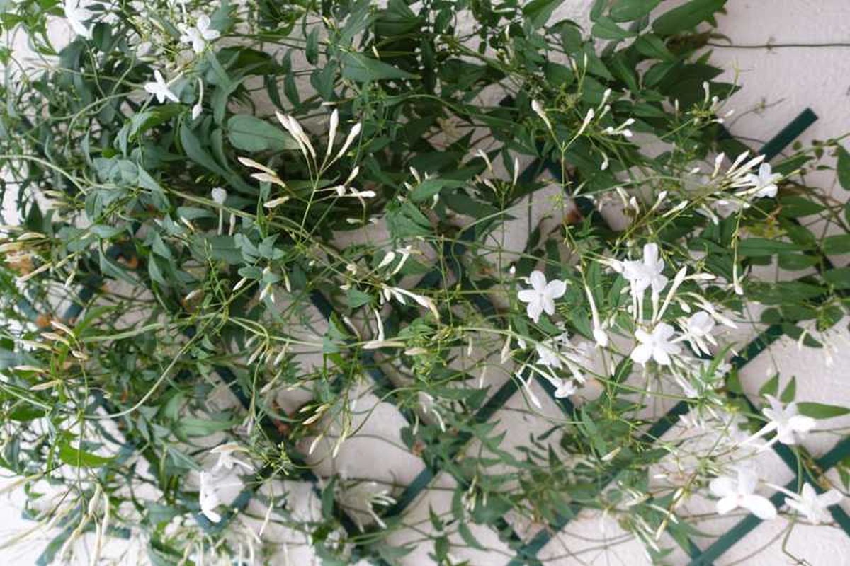 Jazmín cultivado en el suelo.