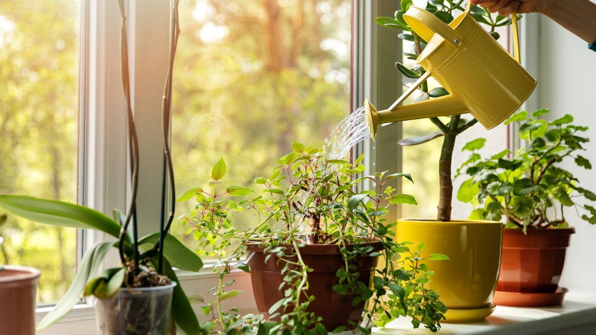 Riego de diferentes plantas