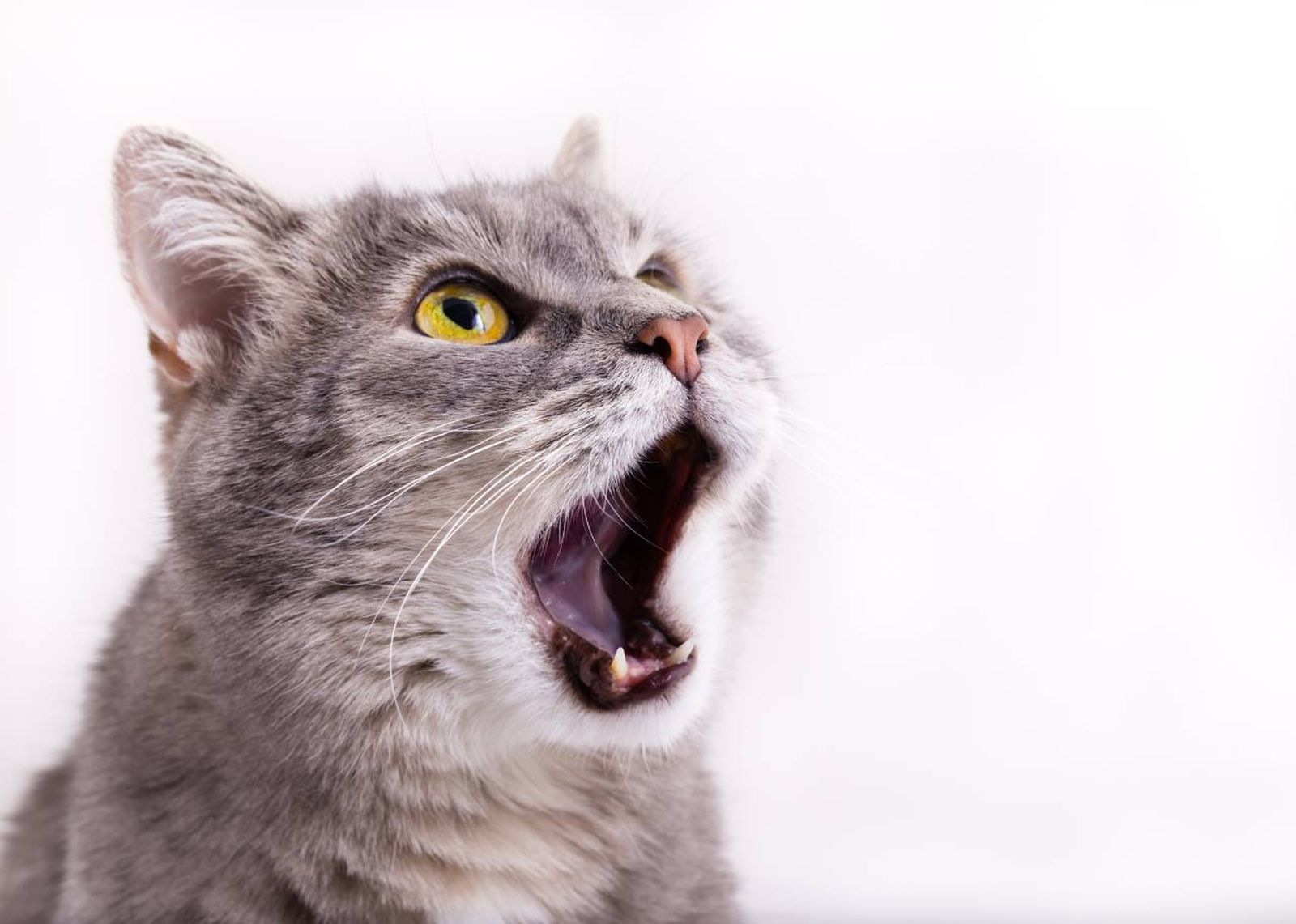 ¿Sabías que los gatos maúllan de forma diferente dependiendo de lo que quieran decir?