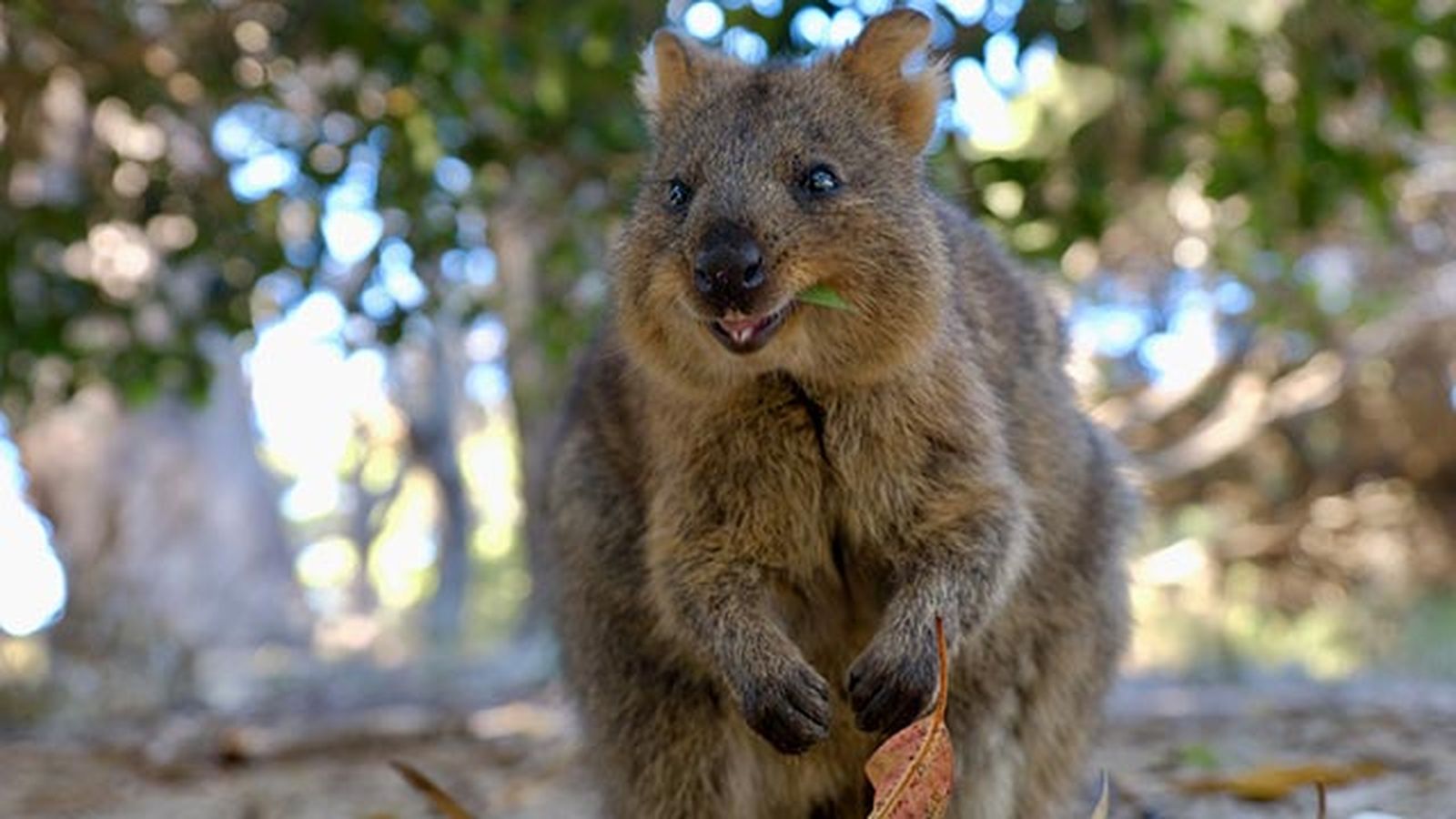 animales felices 17 quokka animales felices 17 quokka