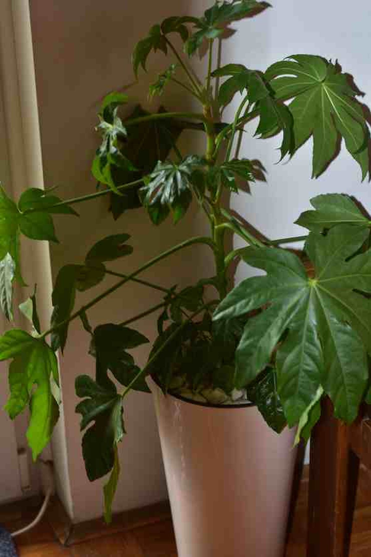 planta fatsia japonica