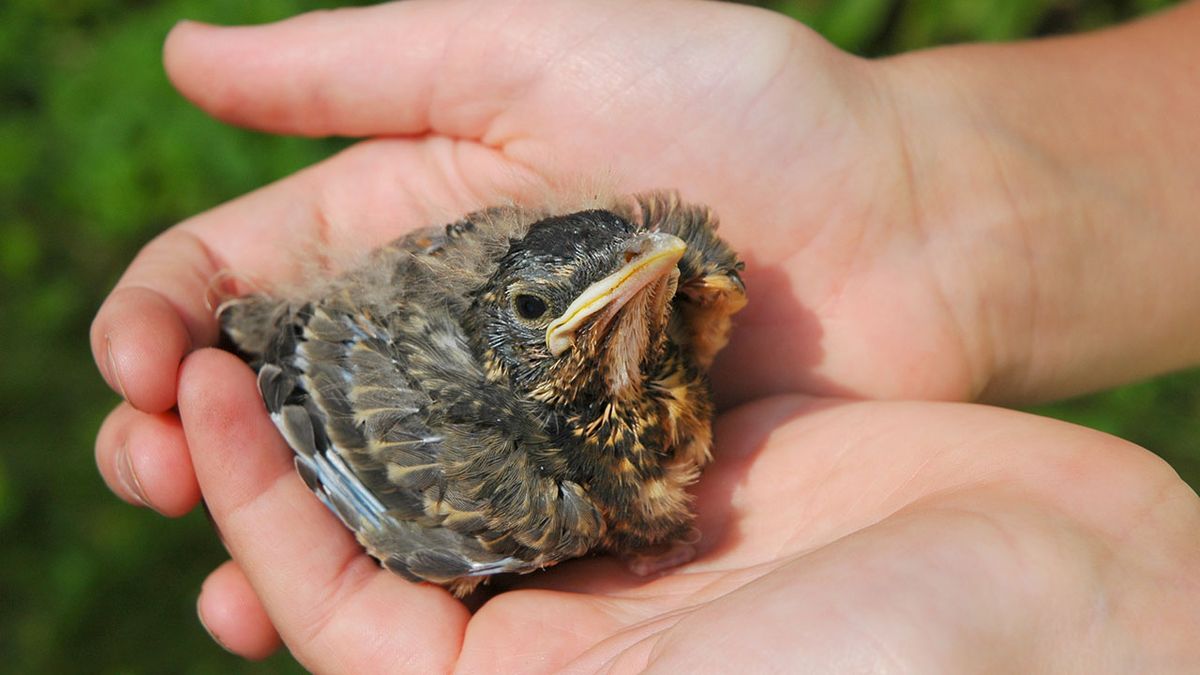 que hacer si encuentras un pajaro herido