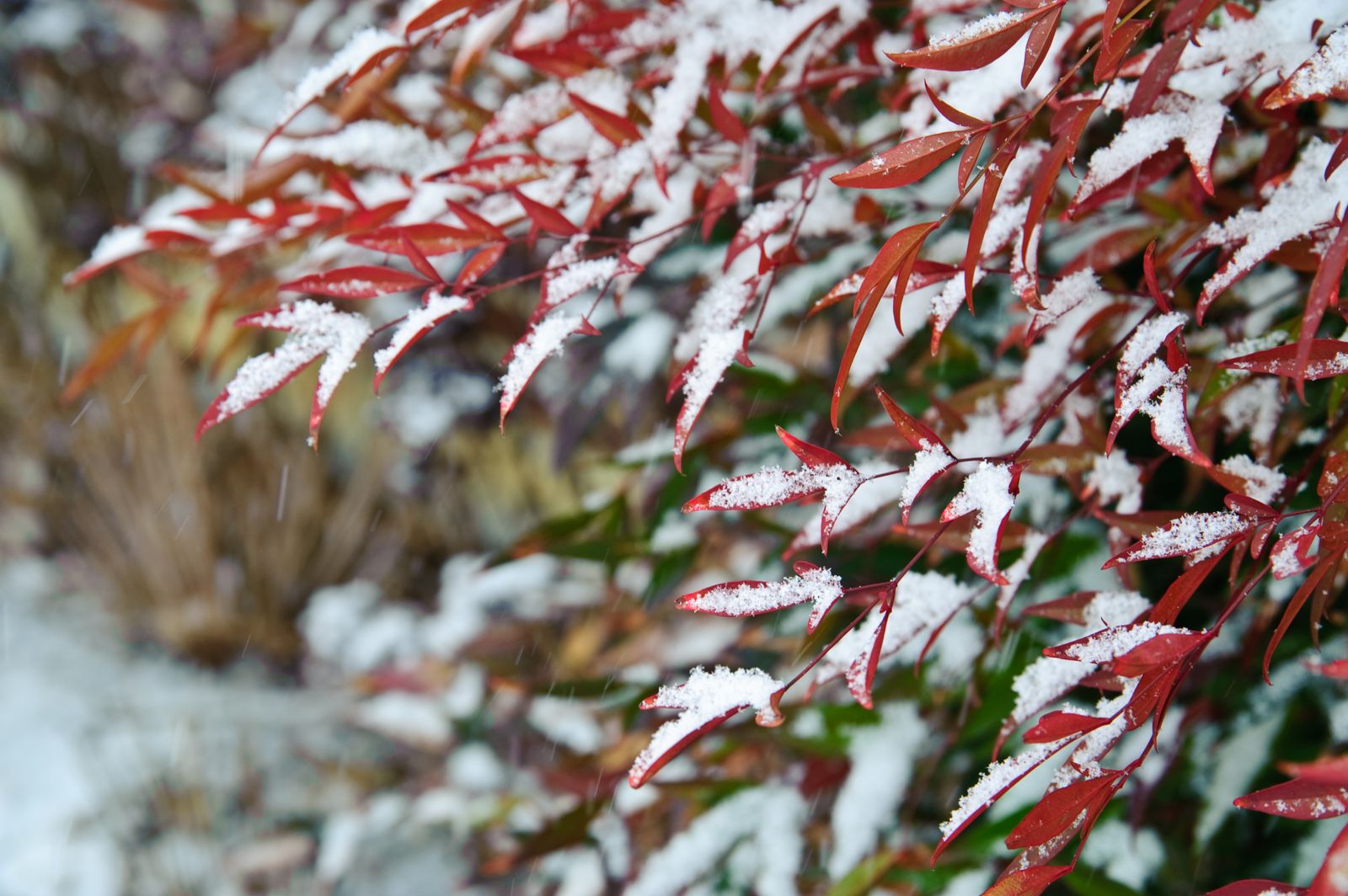 Nandina Nandina