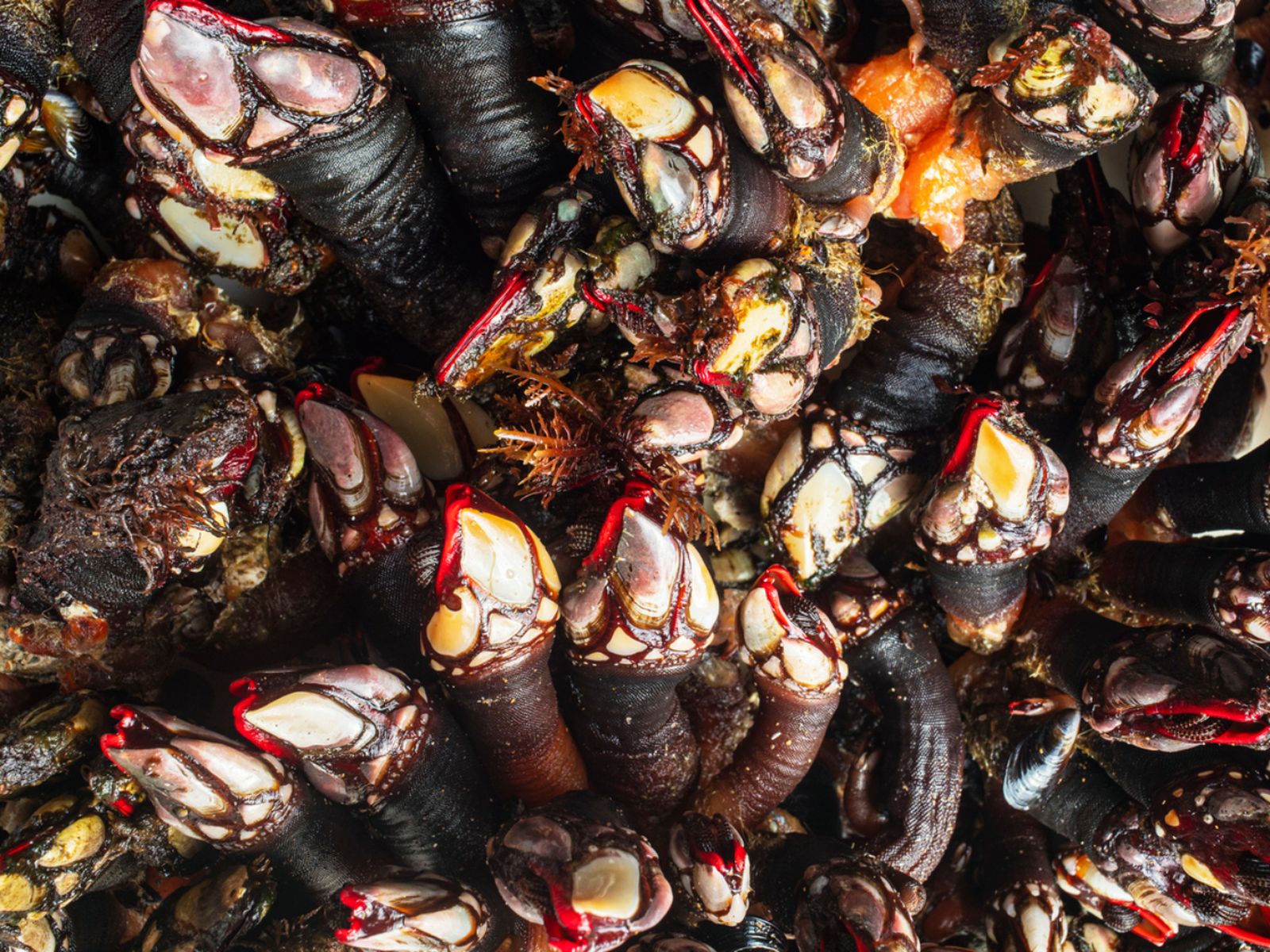 Detalle de percebes gallegos recién recolectados, un manjar de las costas más bravas.