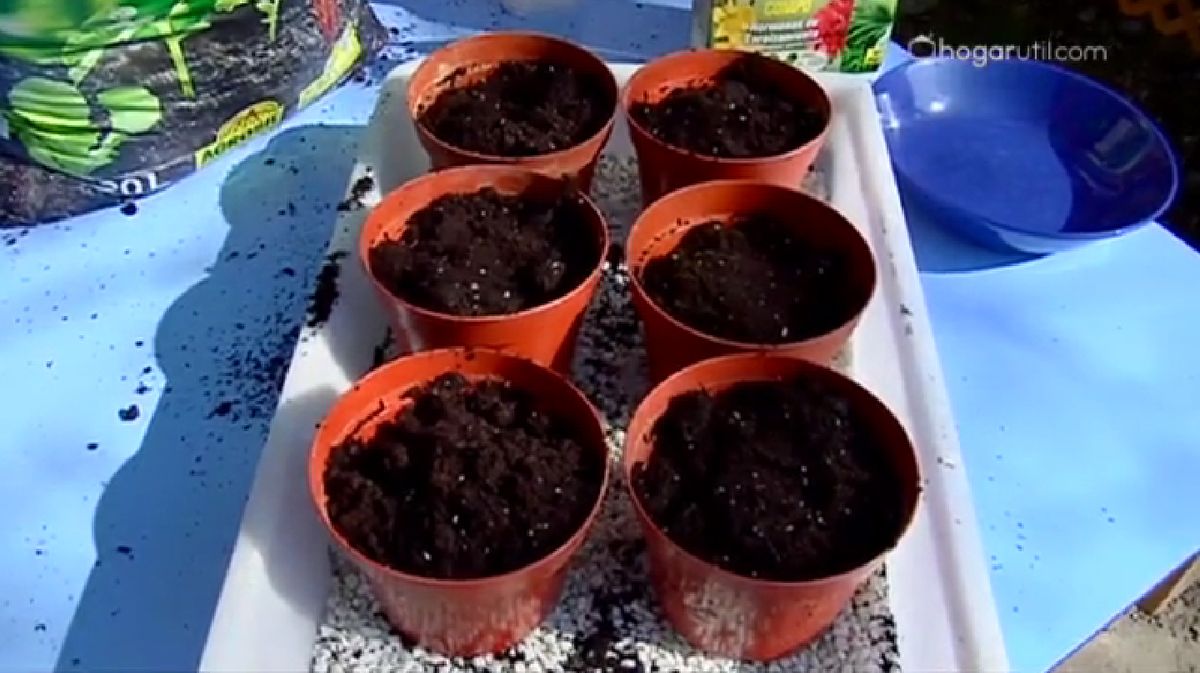 Reproducir Begonia Rex por esquejes de hojas p1