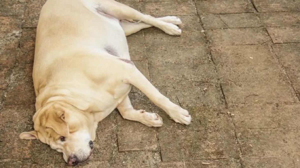 obesidad en perros 2
