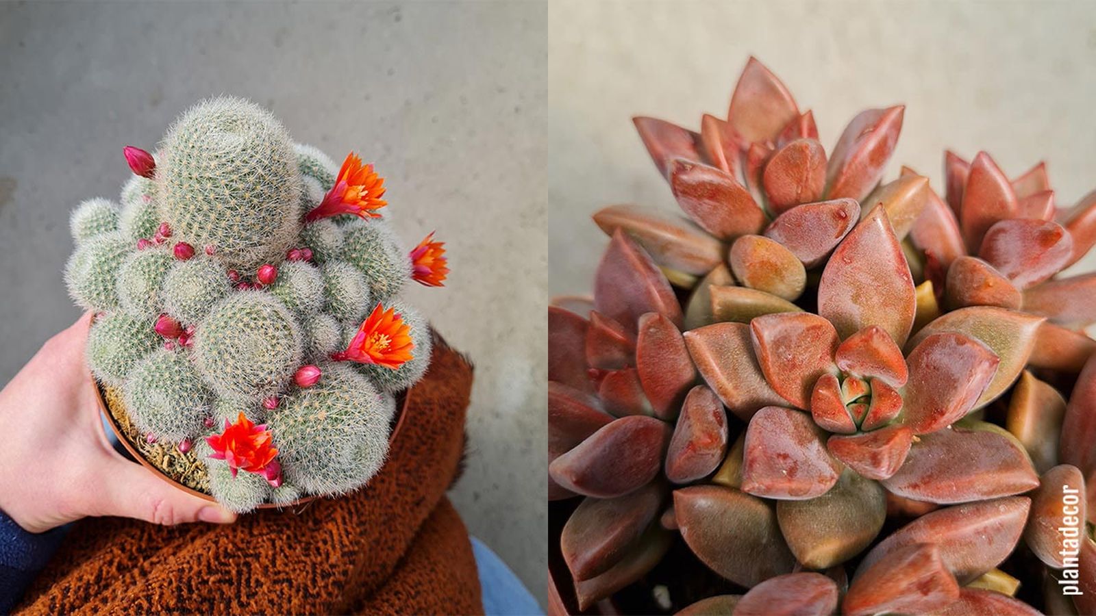 rebutia muscula graptopetalum bronze suculentas resistentes heladas rebutia muscula graptopetalum bronze suculentas resistentes heladas