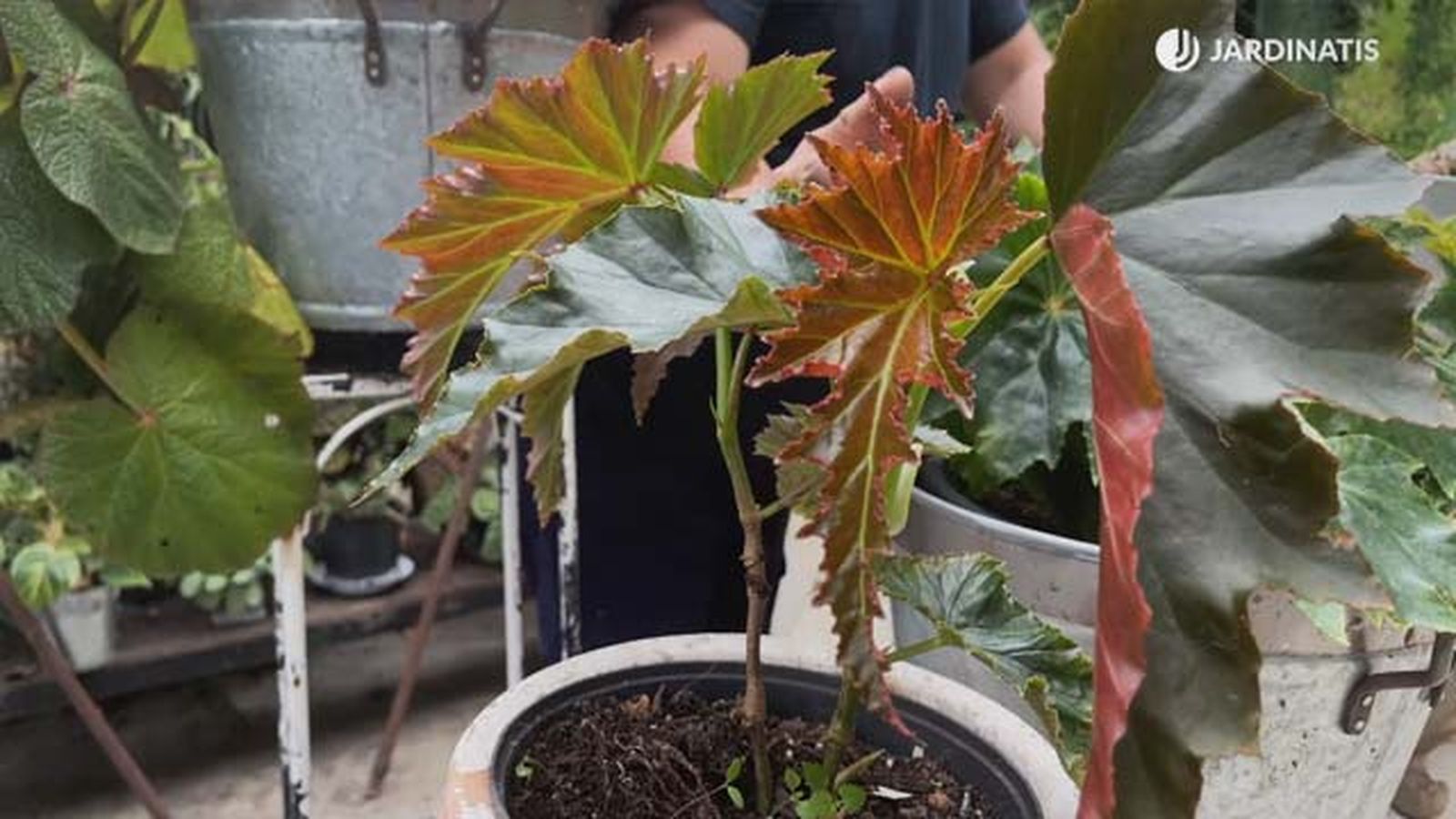 begonia superba irene nuss coleccion de inigo segurola jardinatis begonia superba irene nuss coleccion de inigo segurola jardinatis