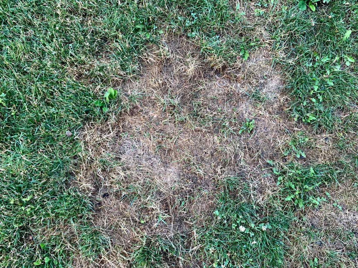 Un césped marrón puede deberse a la inactividad.
