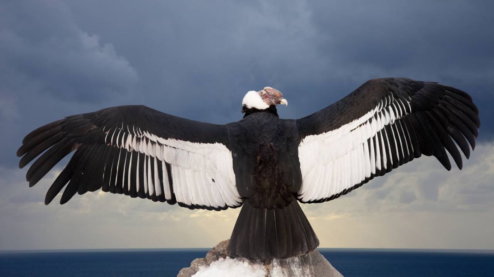 condor andino