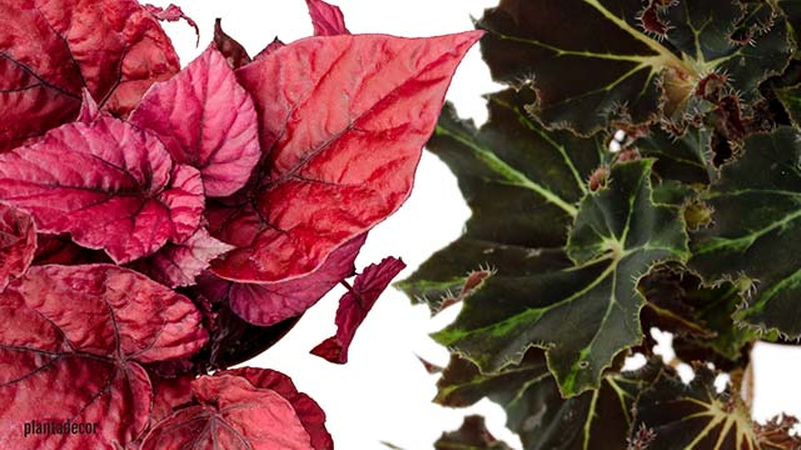 begonia beleaf inca flame begonia rex evy begonia beleaf inca flame begonia rex evy