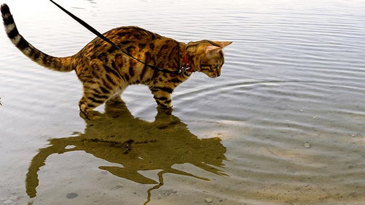 gato bengali bengala 4