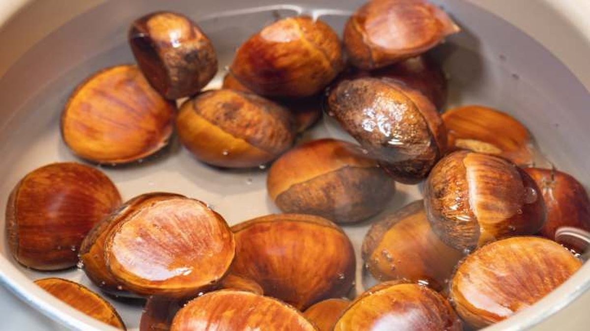 hidratar castanas antes de plantar