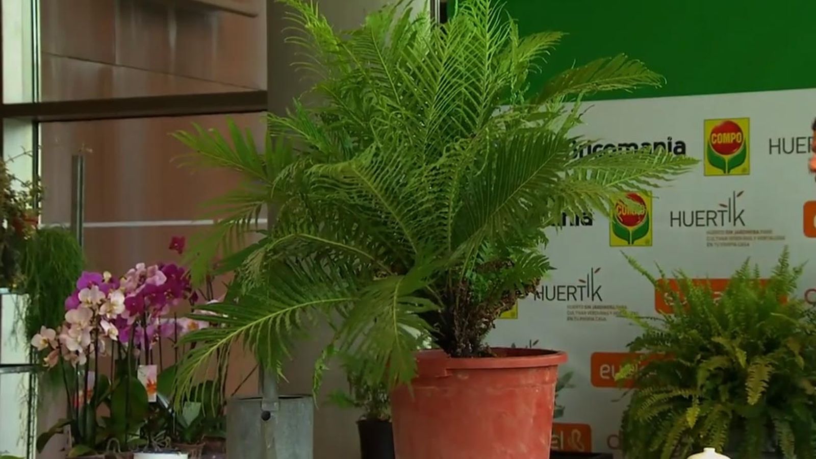 como cultivar helechos blechnum tamano como cultivar helechos blechnum tamano