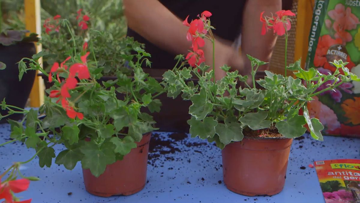 brico 0907 3 geranios para balcon geranio gitanilla