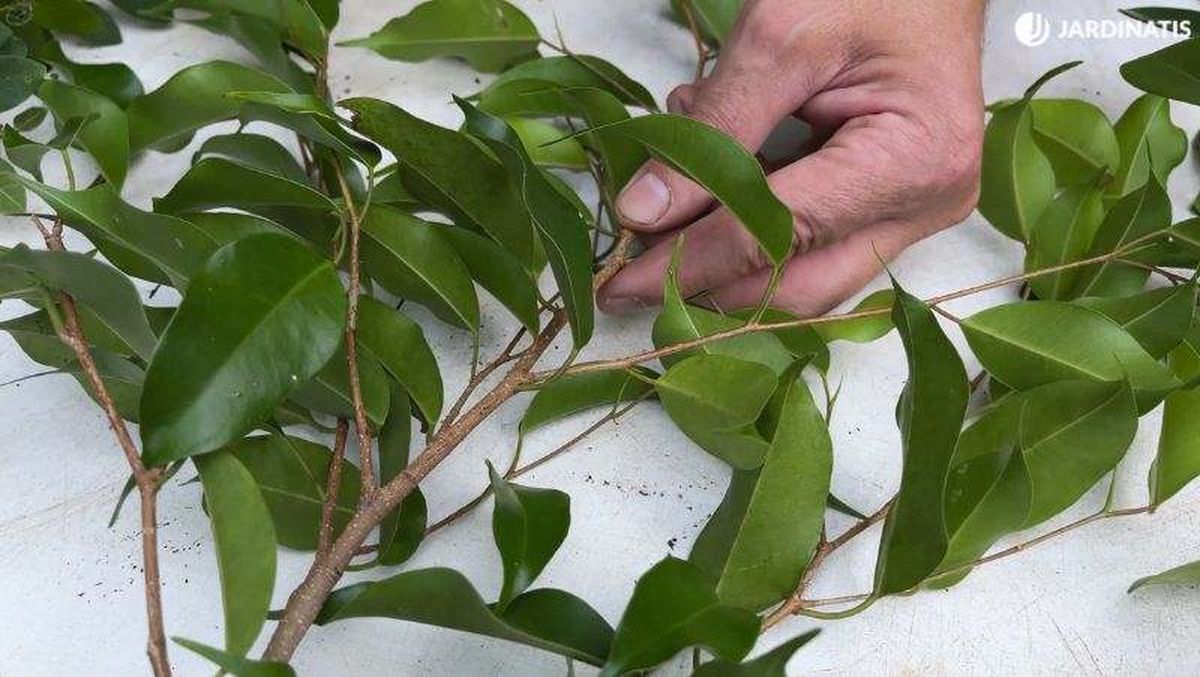 Hojas de Ficus Benjamina