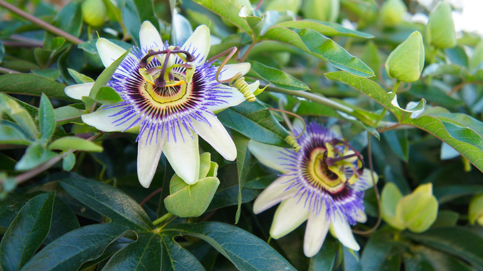 flor de la pasion