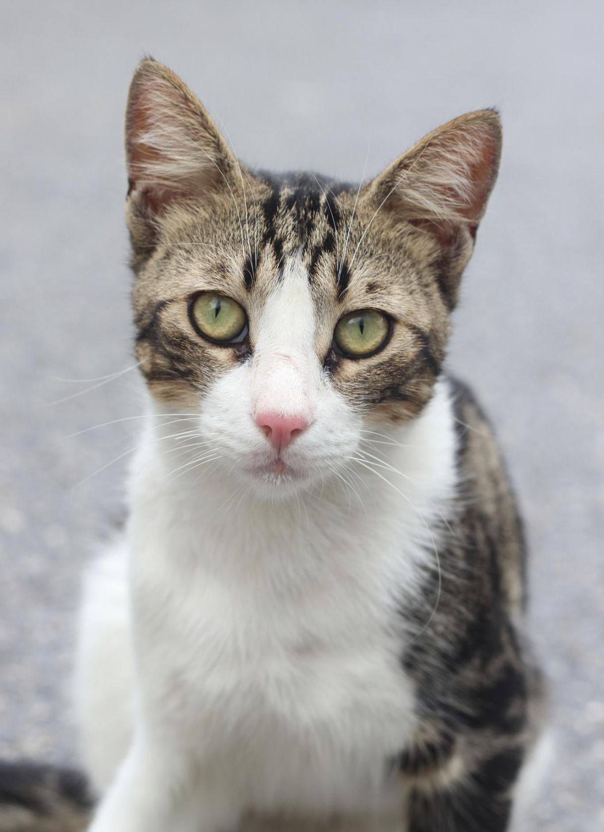 Gato con pelaje tubby y blanco.