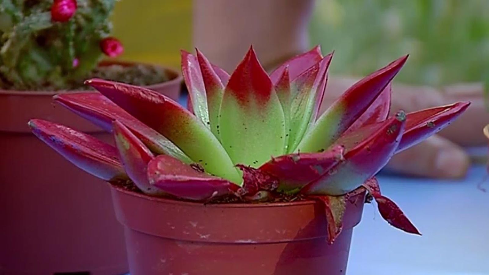 brico 681 plantas pequenas vestir la mesa echeverias brico 681 plantas pequenas vestir la mesa echeverias