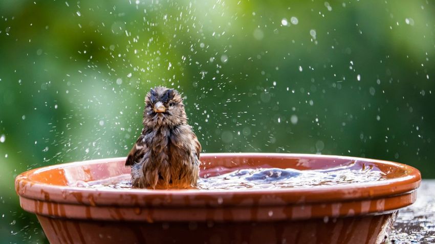 Los pájaros necesitan refrescarse para regular su temperatura y evitar el sobrecalentamiento.