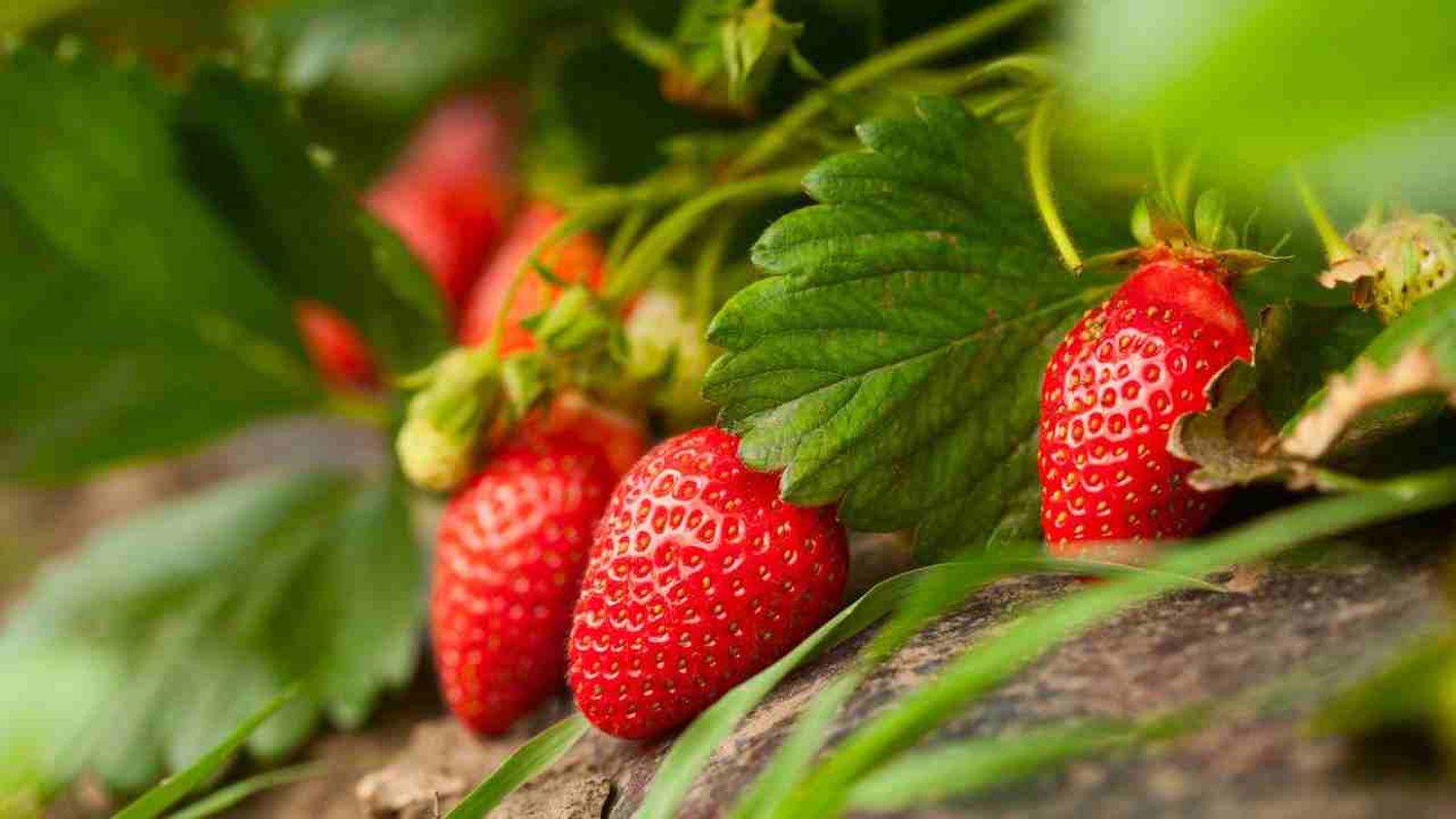 Fresas frescas orgánicas