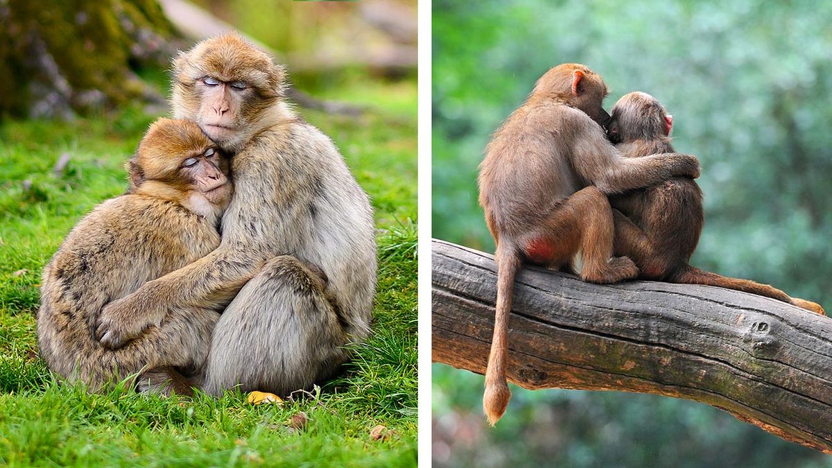 mejores abrazos mundo animal 3