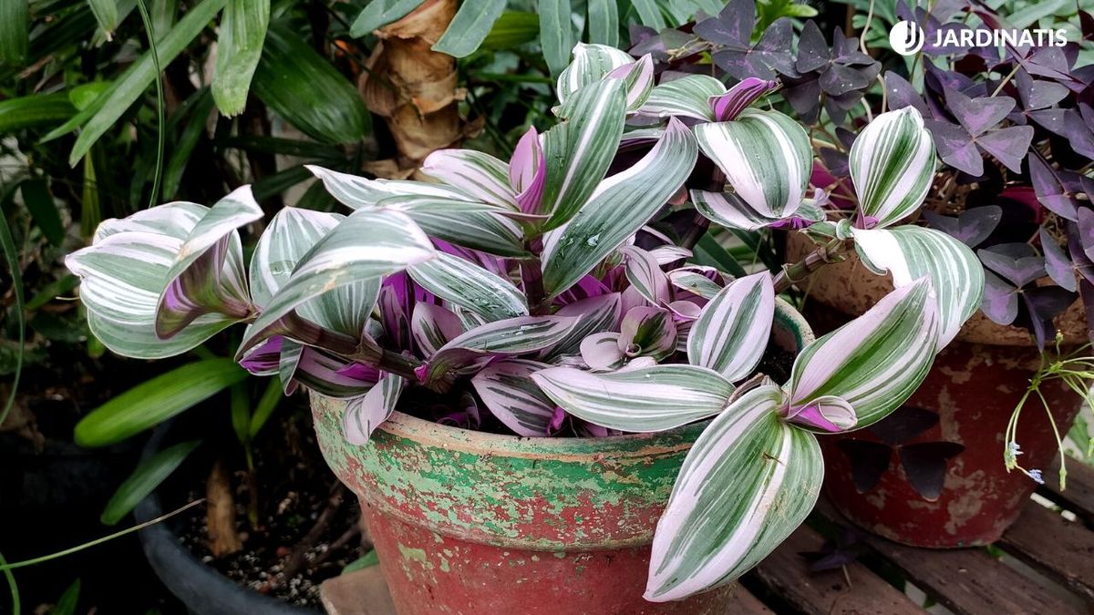 tipos de tradescantias jardinatis 23 38
